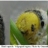 zeg eupheme larva5 volg2